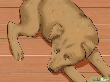 Image titled Diagnose Dog Flu Step 3