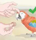 Bond with a Macaw