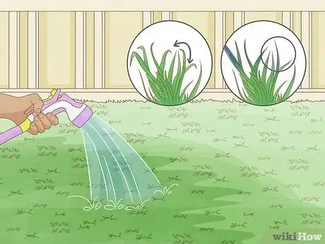 Image titled Maintain Bermuda Grass Step 4