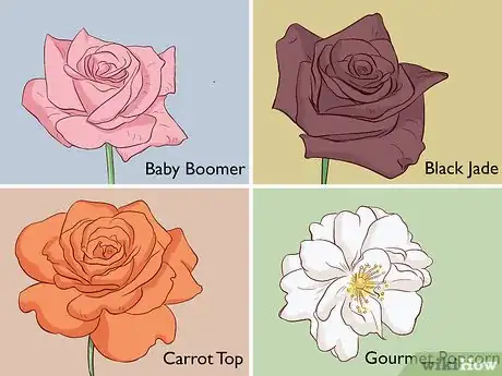 Image titled Buy Rose Bushes Step 12