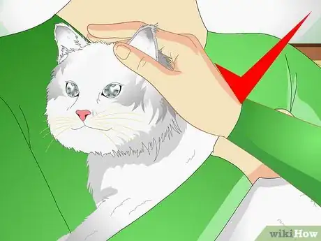 Image titled Make a Hyper Cat Sit Step 2