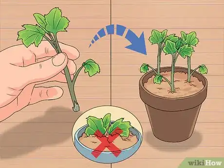 Image titled Grow Delphinium Step 13