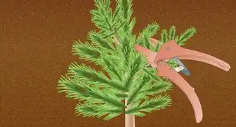 Propagate Pinus Radiata