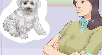 Choose a Hypoallergenic Dog