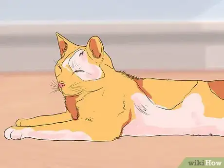 Image titled Watch for Common Senior Cat Health Issues Step 4