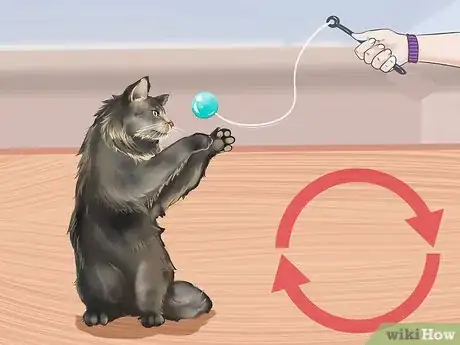 Image titled Take Care of Your Long Haired Maine Coon Step 1