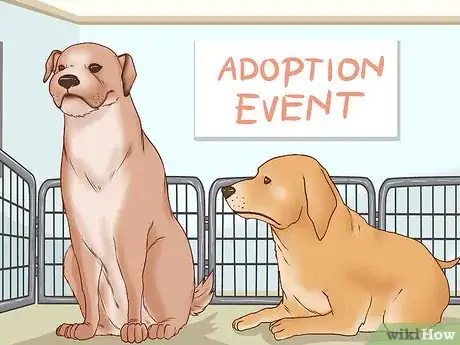 Image titled Interact with a Dog Before Adopting It Step 2