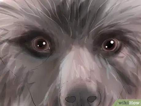 Image titled Identify a Keeshond Step 3