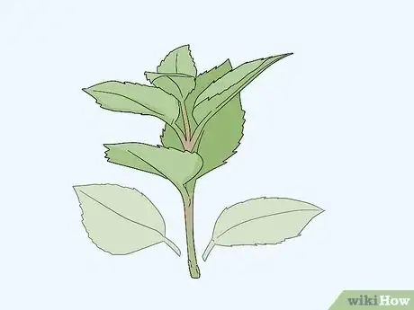 Image titled Take Softwood Cuttings Step 4