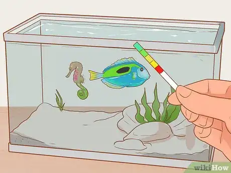 Image titled Choose Good Tankmates for Seahorses Step 3