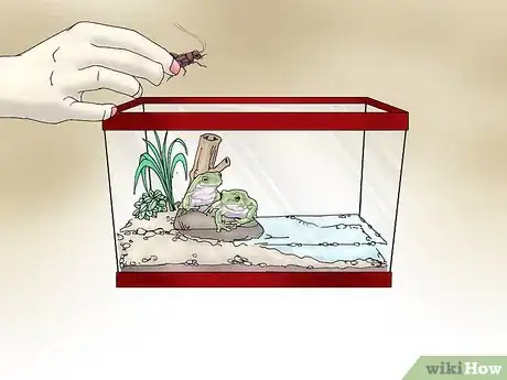 Image titled Care for Your White's Tree Frogs Step 4