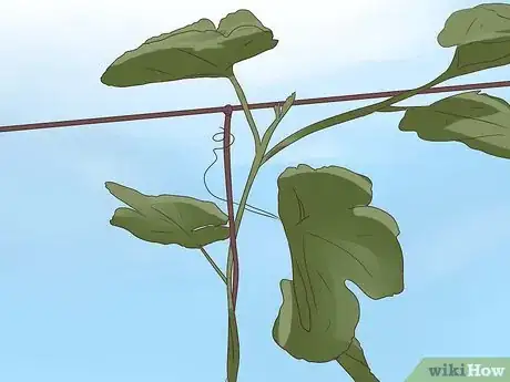 Image titled Prune Grape Vines Step 18