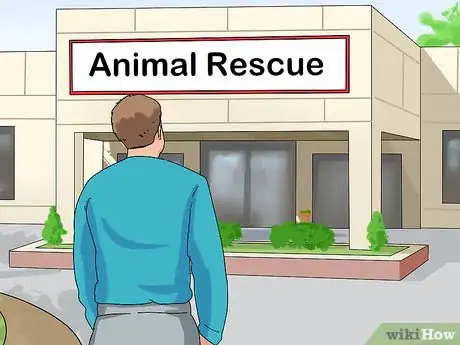 Image titled Choose a Lory or Lorikeet Step 11