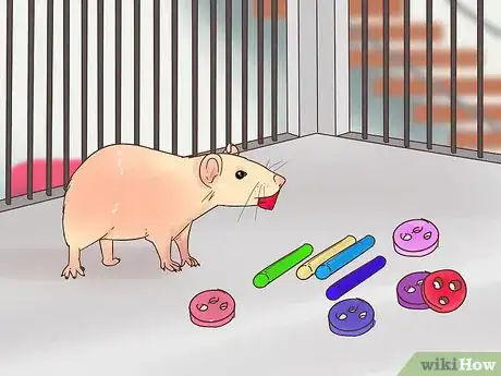 Image titled Care for a Manx Rat Step 11