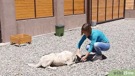 Image titled Use a Kong Step 6