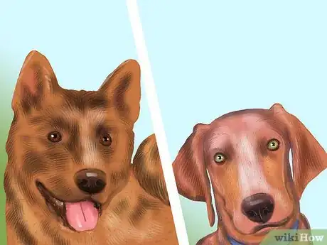 Image titled Choose a Good Hiking Dog Step 5