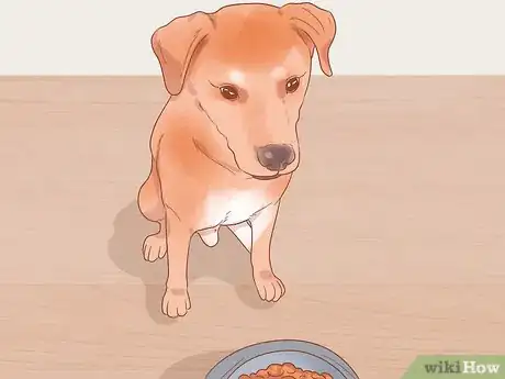 Image titled Know When Your Dog is Sick Step 7