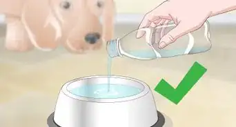 Improve the Quality of Your Pet's Drinking Water