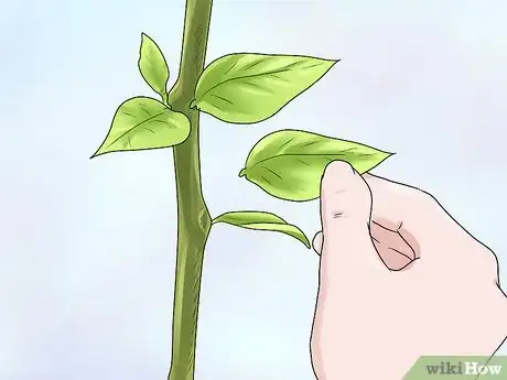 Image titled Create a Tropical Bouquet Step 5