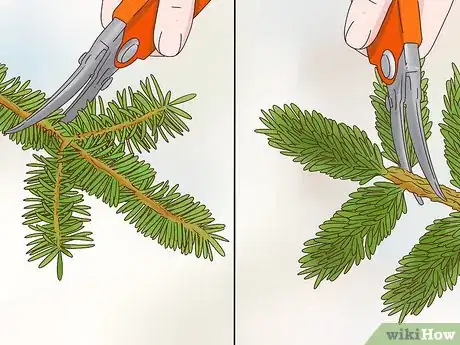 Image titled Prune Evergreen Trees Step 11