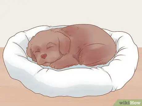 Image titled Raise a Newfoundland Puppy Step 7