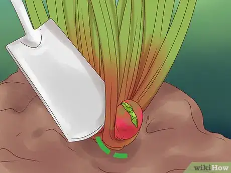 Image titled Divide Rhubarb Plants Step 7