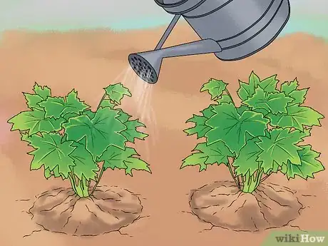 Image titled Grow Delphinium Step 23