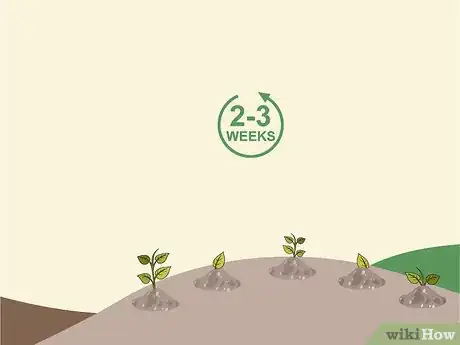 Image titled Grow Lanzones Step 6