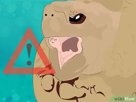 Image titled Wake a Tortoise from Hibernation Step 12