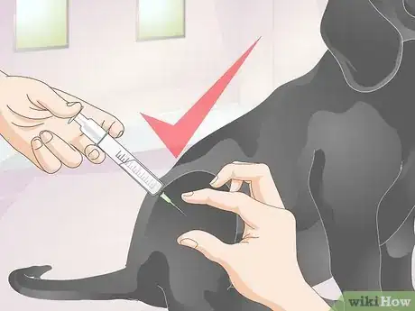 Image titled Treat Canine Allergies Step 11