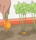 Grow Carrots in Pots