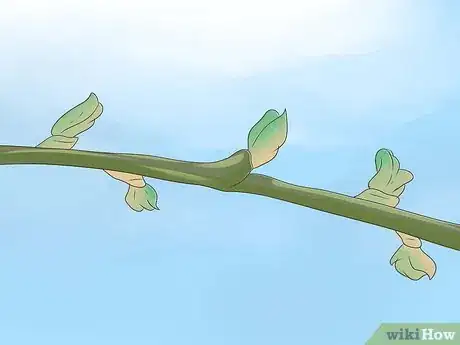 Image titled Prune Grape Vines Step 17