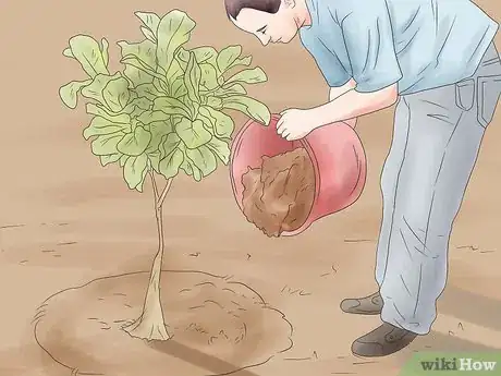 Image titled Grow Figs Step 8