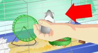 Create a Habitat for a Hamster