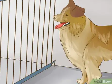 Image titled Keep Elderly Family Safe Around Active Dogs Step 5