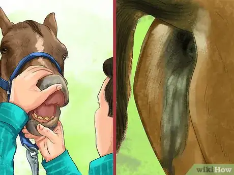 Image titled Feed Sugar Beet to a Horse Step 8