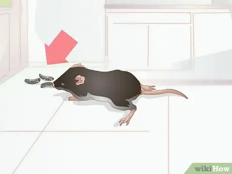 Image titled Identify Pinworms in Mice Step 3