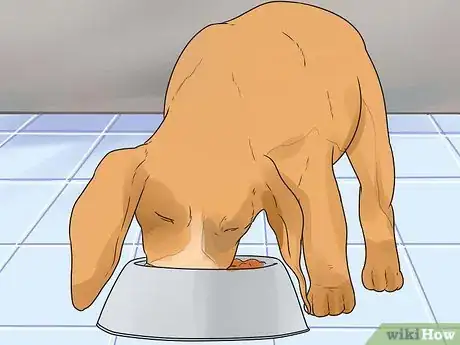 Image titled Care for Your Gun Dog Step 2