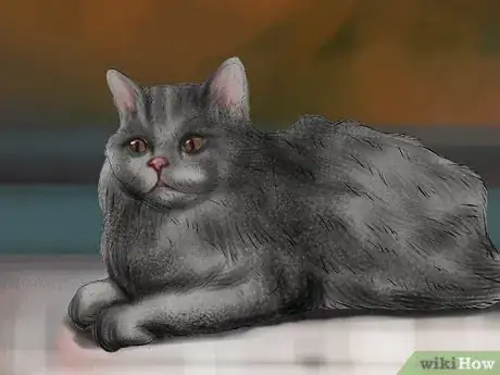 Image titled Take Care of a Selkirk Rex Step 6
