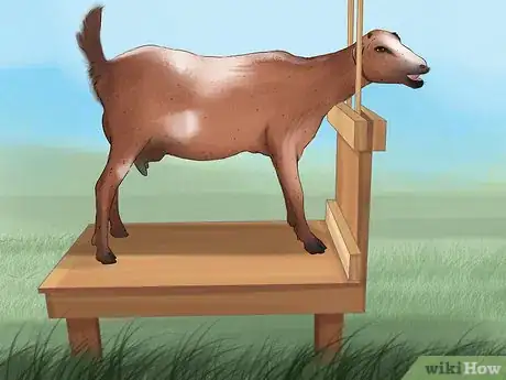 Image titled Tell if a Goat Is Pregnant Step 2