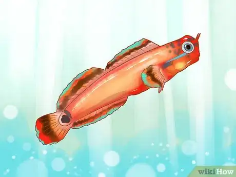 Image titled Choose Good Tankmates for Seahorses Step 6