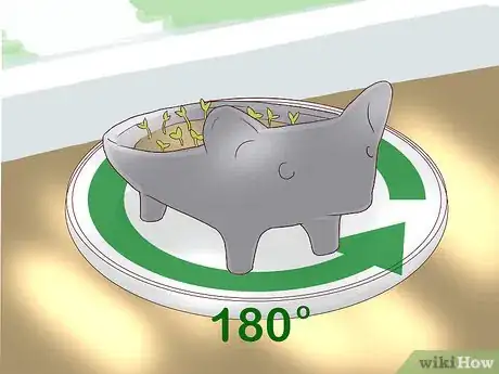 Image titled Grow a Chia Pet Step 11