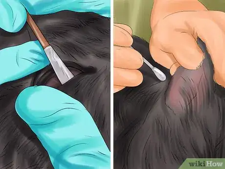 Image titled Take Care of a Selkirk Rex Step 5