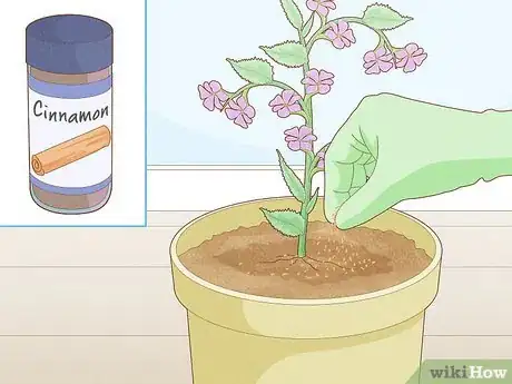 Image titled Get Rid of Gnats in Houseplants Step 4