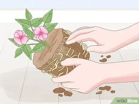 Image titled Grow New Guinea Impatiens Indoors Step 5