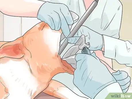 Image titled Improve the Appetite of an Older Dog Step 2