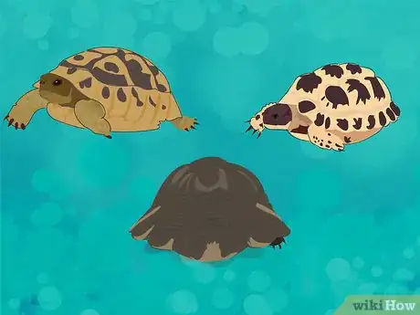 Image titled Wake a Tortoise from Hibernation Step 13