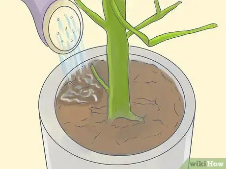 Image titled Grow a Pencil Tree (Euphorbia Tirucalli) Step 4