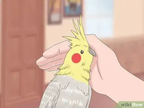 Image titled Treat Chlamydiosis in Cockatiels Step 7