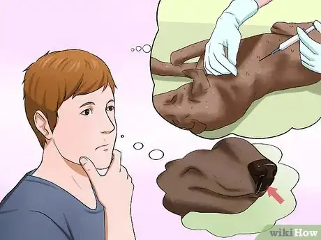 Image titled Diagnose Dog Flu Step 8